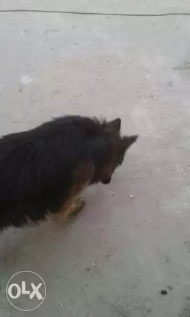 عرض لمده 72 ساعة فقط