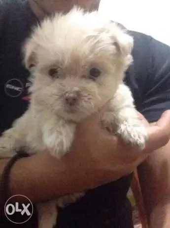 3 ولاد جريفون 3 males griffon