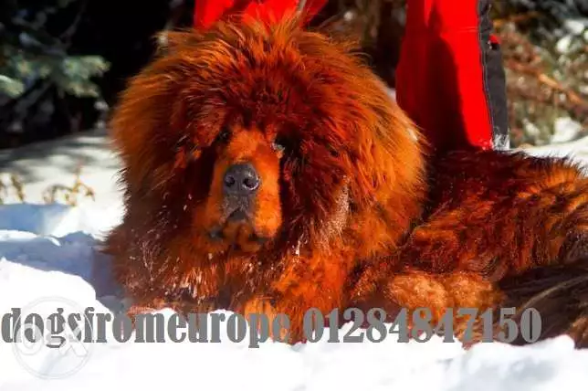 We import puppies from Ukraine