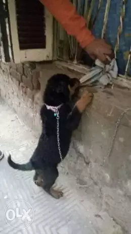 اناث فقط 50 يوم نظيفه جدا تربيه منزليه مطعمه حشرات وديدان بالشهادات