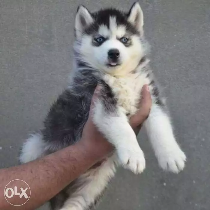 كلب هاسكي دكر عمر ٥٠يوم رخصه