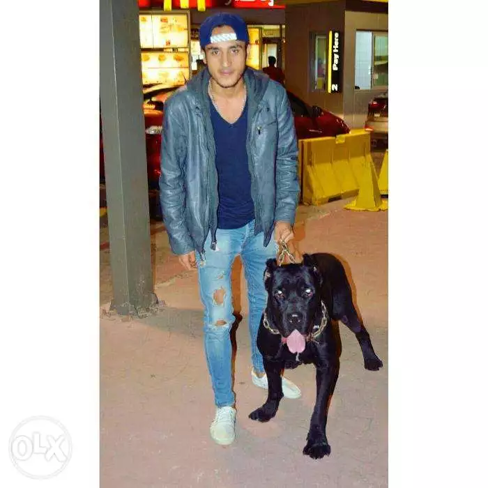 نتايه دوبر مان سنة ونص