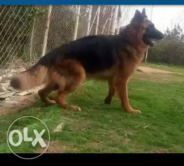 فيصل، الجيزة