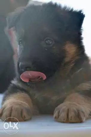 جراوي ورك لاين شورت هير للبيع