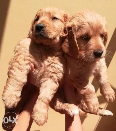 فيصل، الجيزة