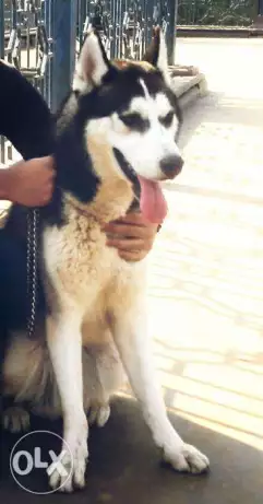 للبيع دكر هاسكي سنه ونص عيون عسلي تقليب عالي