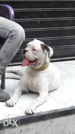 دكر بوكسر بيور 6 شهور معاة