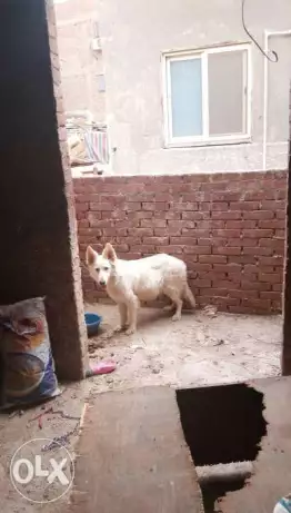 نتاية وايت جيرمن