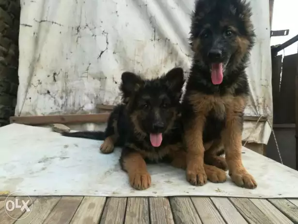 جروتين جيرمن