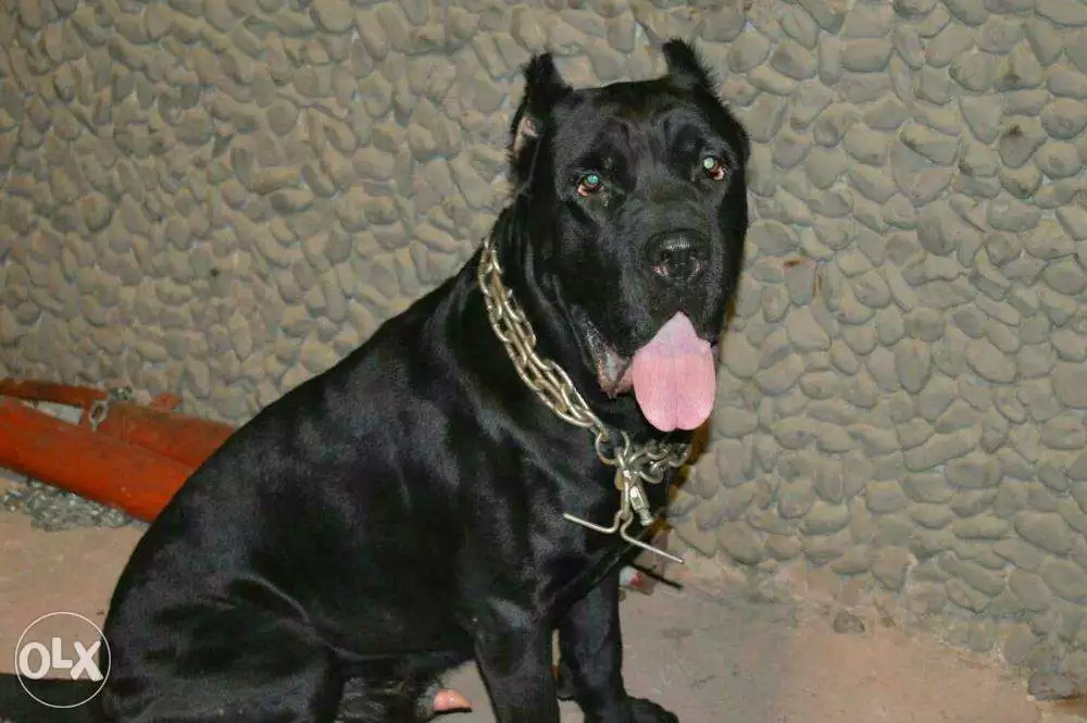 نتايه دوبر مان سنة ونص