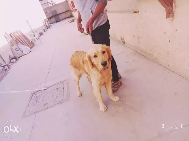 كلب جولدن عندو سنه