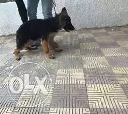 فرصه لغواه البلجيكي الدم القديم