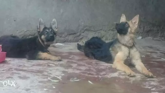 دكر ونتايه جيرمن لسرعه البيع