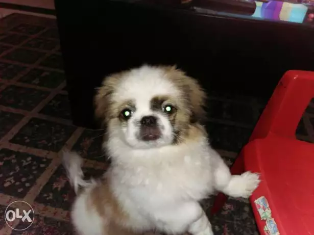 لهواة التميز بنت وولد بيكنواة