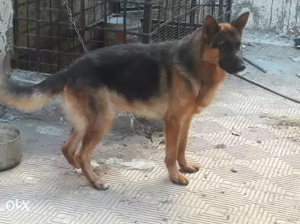 جيرمن شيبرد دكر للبيع تقليب عالى