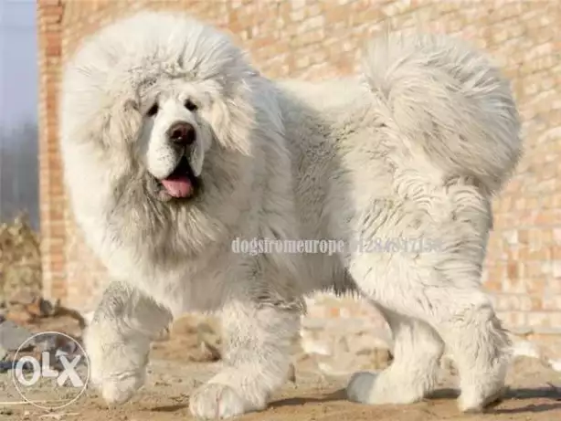 مستلزمات كلاب وقطط من المستورد مباشرا