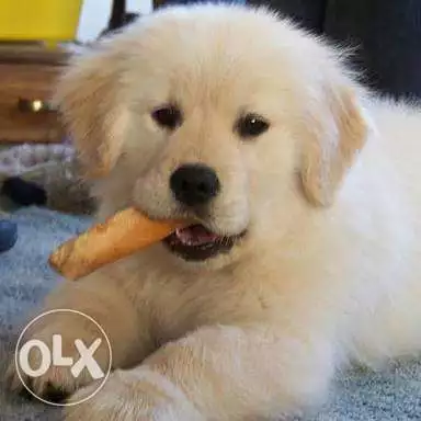 Very good puppy, Vaccinated second and fifth