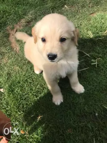 Labrador puppy جرو لابرادور من أفضل السلالات