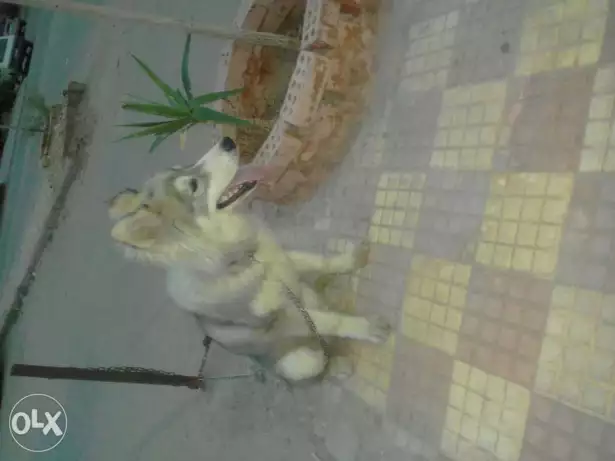 عرض خاص لمده يومين فقط أجمل زكر جرو ألاسكا هاسكى للبيع 5شهور