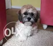 Happy fun loving Dog