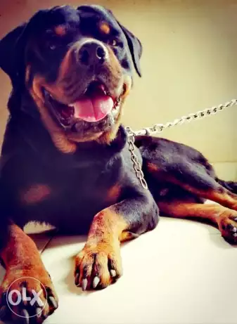 رعد ذكر روت وايلر هع