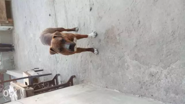 نتايه بيتبول عمر سنه ونص داخله علي حيضه