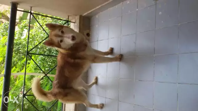 ذكر هاسكي بالبسبور للبيع 2000 جنيه ولا للفصال