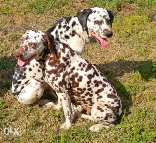 Great Pure male Dalmation for mating. ذكر دلميشن بيور طلوقة للزواج