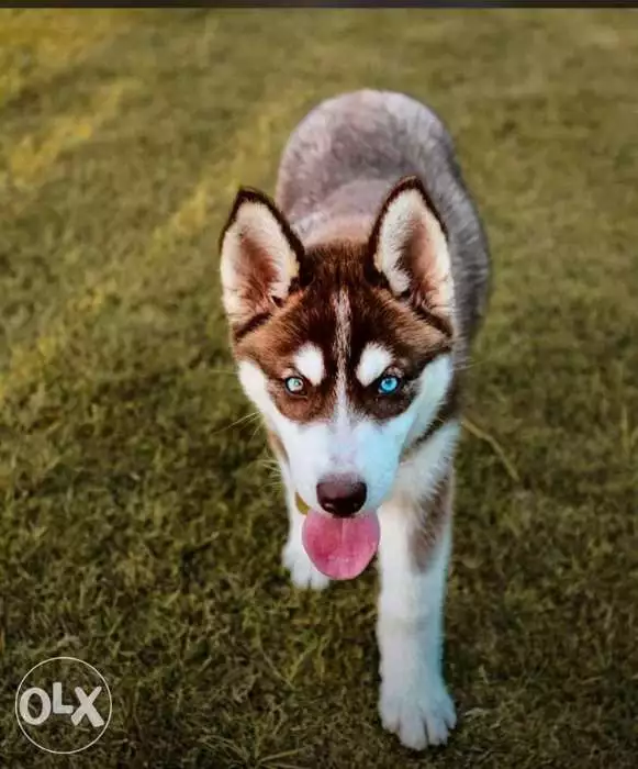Husky dog