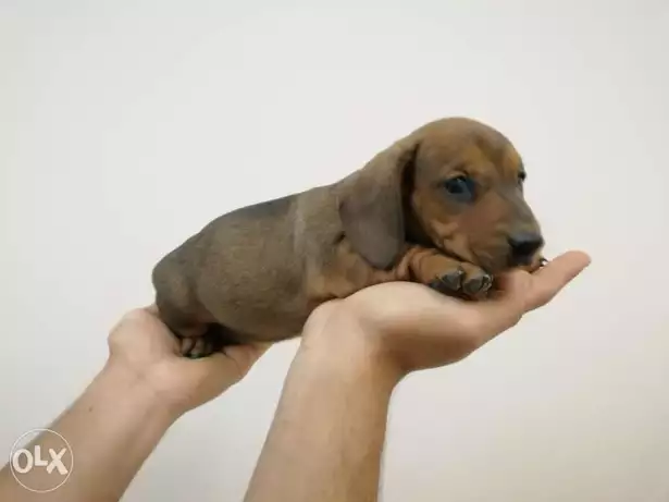Pure Dachshund female puppy