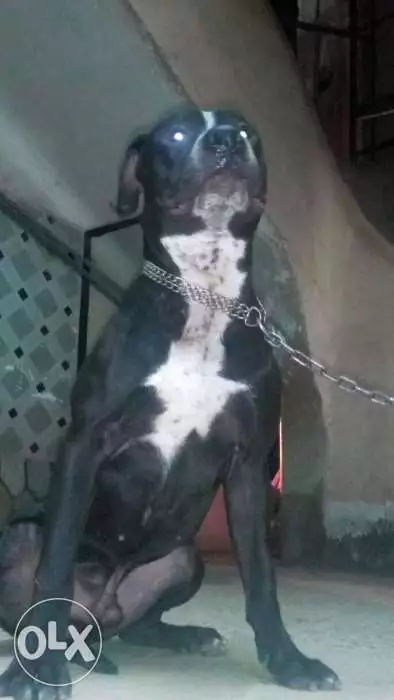 كلب بيتبول مطعم جميع الطعيمات 7 شهور ابيض في اسود كلب جميل الله اكبر.