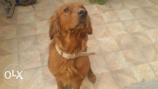 ذكر جولدن رتريفر للبيع