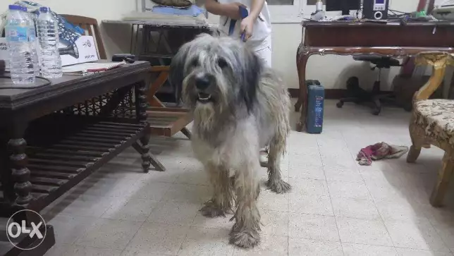 كلب ارمنت للبيع