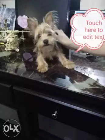 Yorkshire Terrier imported from London