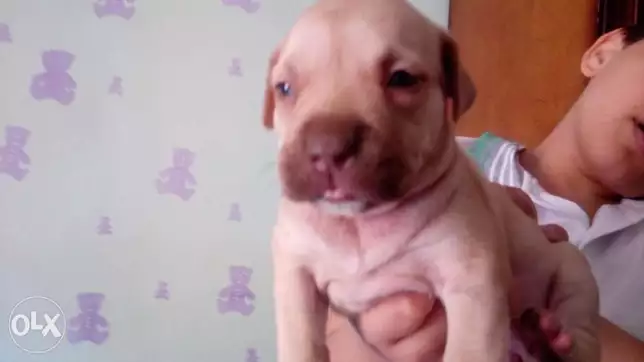 جراوي بيتبول