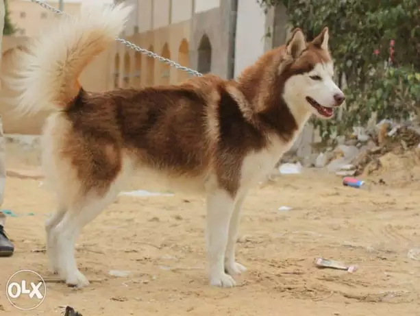 للزواج هاسكي احمر لونج هييير عيون زرقاء