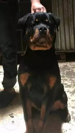 دكر روت تقليب عالي اوي مع كل الاوراق وارد للخارج