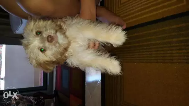 كلب جريفون بيور