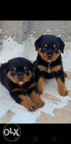 أخطر قص روت