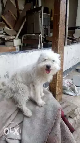 للبيع نتايه جريفون for sela female grefone