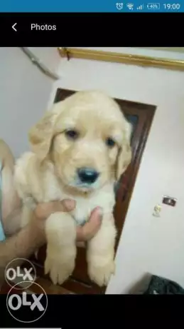 جراوي جولدن