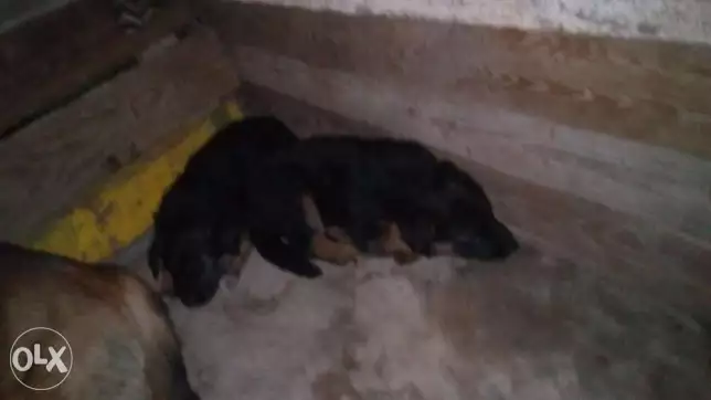 نتيتان جيرمن الوان حمرا لونج هير 1500للوحده الاتنين مع بعض 2200