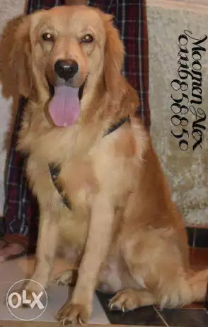 دكرجولدن مواصفات عالميه حجم محترم عمر 8 شهور