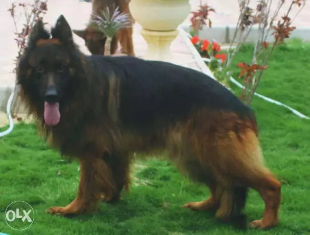 جيرمن للزواج