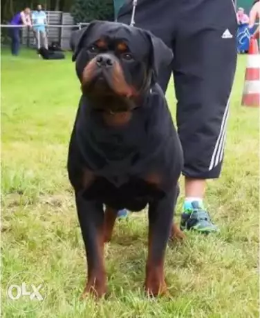 Rottweiller female