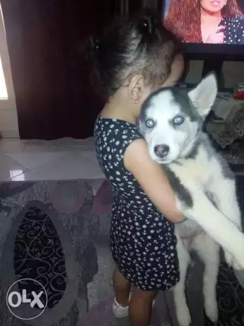 هاسكي للبيع