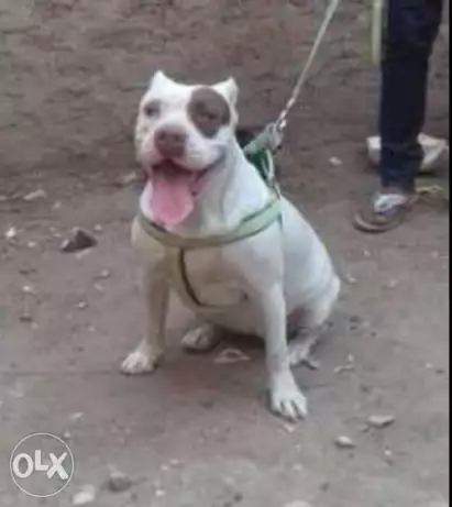 للجادين نتايه بيتبول للبيع