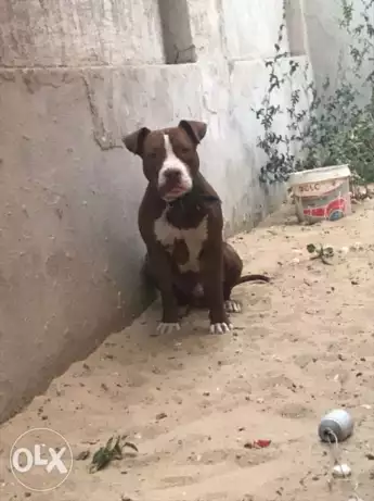 Male pitbull for sale