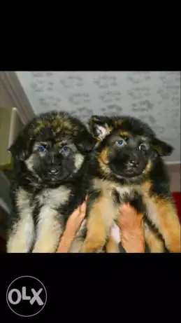 جراوي جيرمن للبيع ببلاش بأسعار خياليه