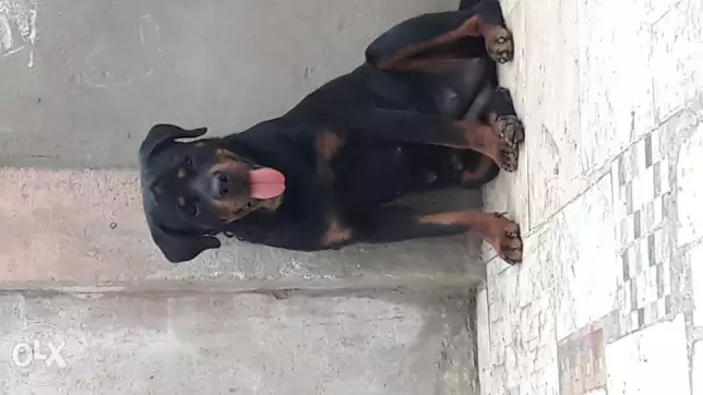 نتايه روت عمر سنه وتلات شهور ولدت مره